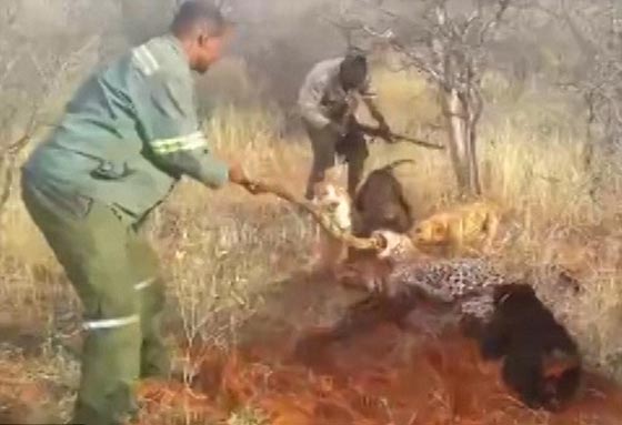  فيديو نادر.. كلاب شرسة مدرّبة تهشم نمرا وقع في قبضة صيادين صورة رقم 1