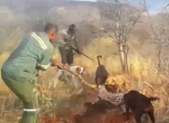  فيديو نادر.. كلاب شرسة مدرّبة تهشم نمرا وقع في قبضة صيادين صورة رقم 2