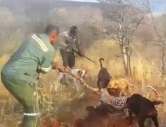  فيديو نادر.. كلاب شرسة مدرّبة تهشم نمرا وقع في قبضة صيادين صورة رقم 4