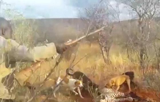  فيديو نادر.. كلاب شرسة مدرّبة تهشم نمرا وقع في قبضة صيادين صورة رقم 5