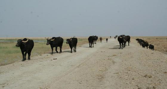 اجمل صور سحر الطبيعة الخلابة في العراق، بين الجبل والبحر.. صورة رقم 3