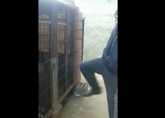 فيديو طريف.. كلب يفزع رجلا حاول ركله بقدمه! صورة رقم 2