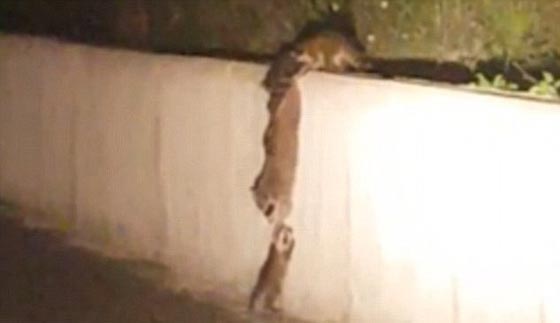 صور طريفة.. اغرب المساعدات حول العالم، يحملون بعضهم بعضا! صورة رقم 16
