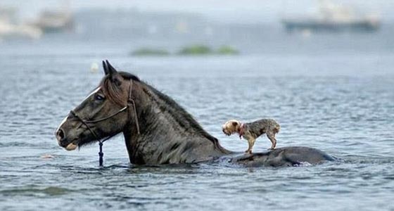 صور طريفة.. اغرب المساعدات حول العالم، يحملون بعضهم بعضا! صورة رقم 21