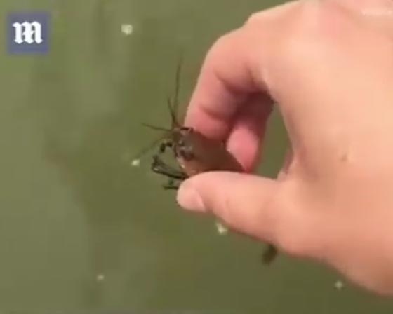 فيديو مثير.. اسرع واغرب واجرأ طريقة لاصطياد الاسماك! صورة رقم 1
