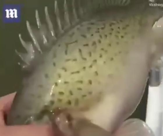 فيديو مثير.. اسرع واغرب واجرأ طريقة لاصطياد الاسماك! صورة رقم 4