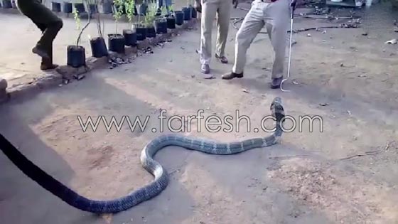 شاهدوا ثعبان الكوبرا العجيب.. يشرب المياه كالبشر صورة رقم 2
