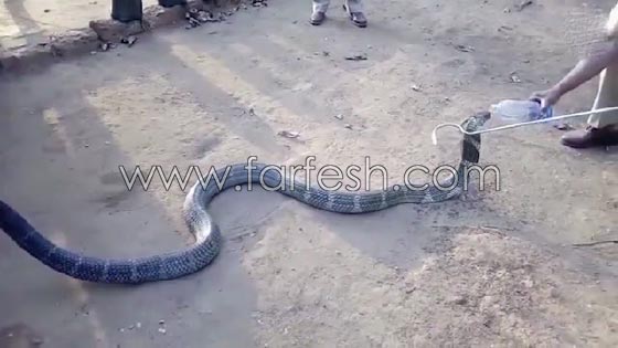 شاهدوا ثعبان الكوبرا العجيب.. يشرب المياه كالبشر صورة رقم 3