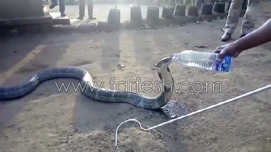 شاهدوا ثعبان الكوبرا العجيب.. يشرب المياه كالبشر صورة رقم 4