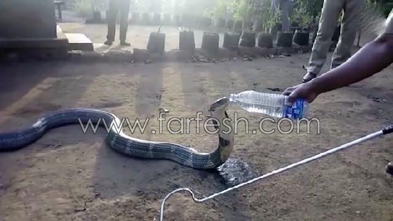 شاهدوا ثعبان الكوبرا العجيب.. يشرب المياه كالبشر صورة رقم 5