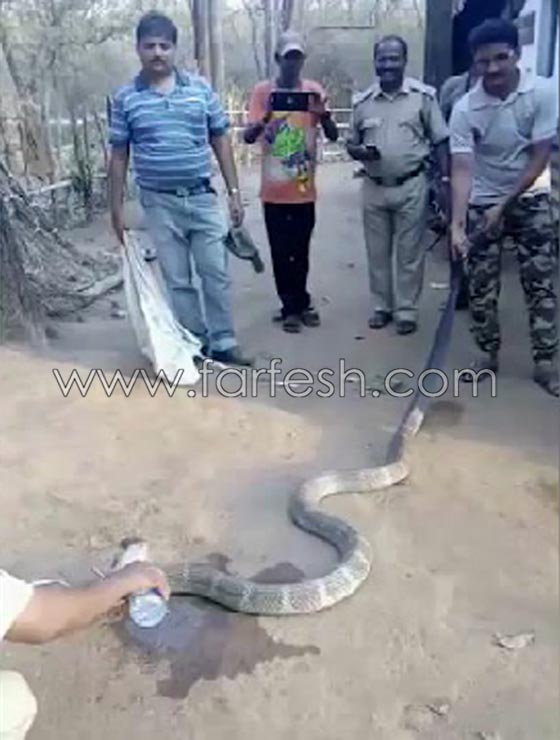 شاهدوا ثعبان الكوبرا العجيب.. يشرب المياه كالبشر صورة رقم 8
