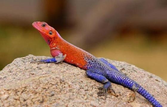  في يوم الكذب العالمي (الاول من ابريل) هل تعرف ان الحيوانات تكذب ايضا؟ صورة رقم 3