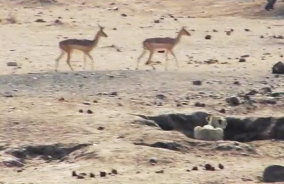 فيديو طريف.. مطاردة اسد لقطيع من الغزلان تنتهي بأمر غير متوقع! صورة رقم 1
