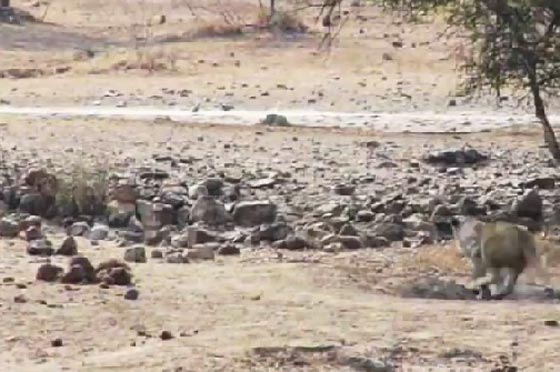 فيديو طريف.. مطاردة اسد لقطيع من الغزلان تنتهي بأمر غير متوقع! صورة رقم 2
