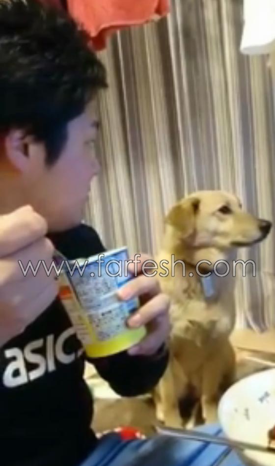 فيديو طريف.. شاهد رد فعل كلب امام اغراءات الآيس كريم! صورة رقم 5