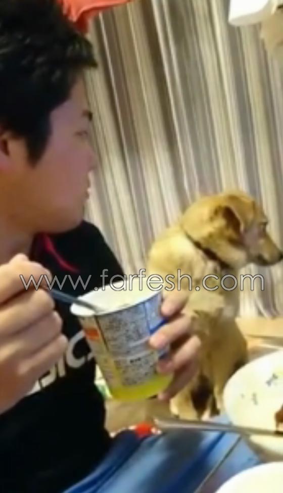 فيديو طريف.. شاهد رد فعل كلب امام اغراءات الآيس كريم! صورة رقم 7