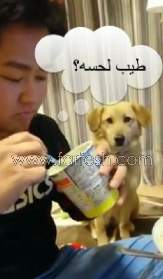 فيديو طريف.. شاهد رد فعل كلب امام اغراءات الآيس كريم! صورة رقم 8