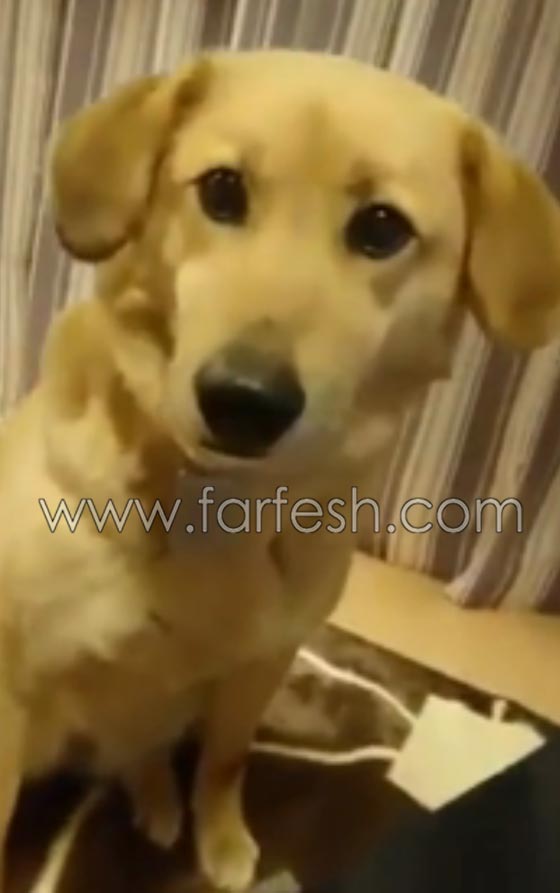 فيديو طريف.. شاهد رد فعل كلب امام اغراءات الآيس كريم! صورة رقم 9