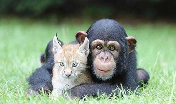 صور مدهشة.. علاقات صداقة غريبة في عالم الحيوان صورة رقم 4