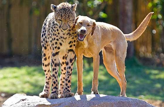 صور مدهشة.. علاقات صداقة غريبة في عالم الحيوان صورة رقم 5