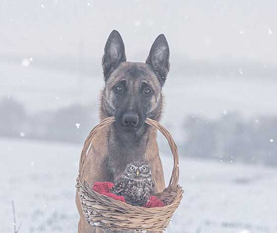 صور مدهشة.. علاقات صداقة غريبة في عالم الحيوان صورة رقم 8