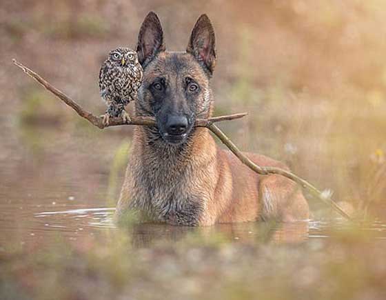 صور مدهشة.. علاقات صداقة غريبة في عالم الحيوان صورة رقم 9