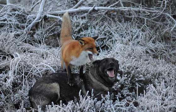 صور مدهشة.. علاقات صداقة غريبة في عالم الحيوان صورة رقم 17