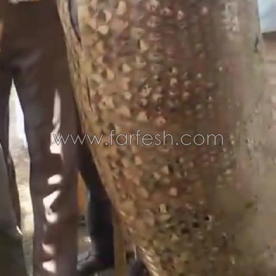 وسط ذهول الناس.. افعى تبتلع بقرة في السودان! شاهد الفيديو صورة رقم 1