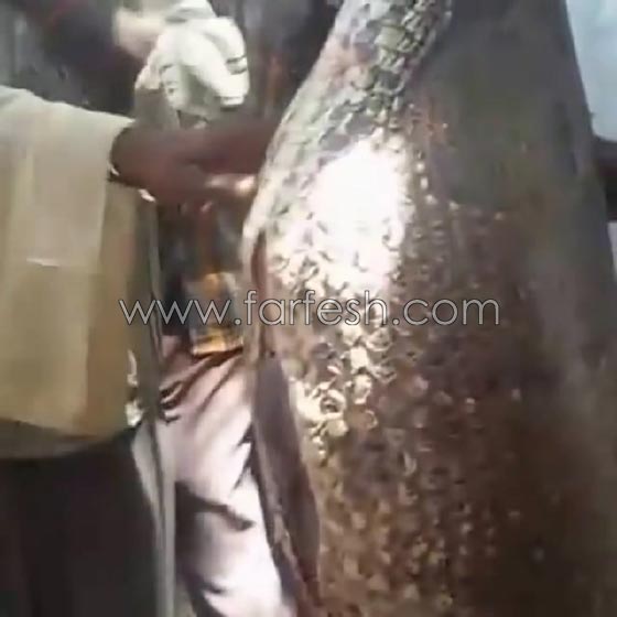 وسط ذهول الناس.. افعى تبتلع بقرة في السودان! شاهد الفيديو صورة رقم 4