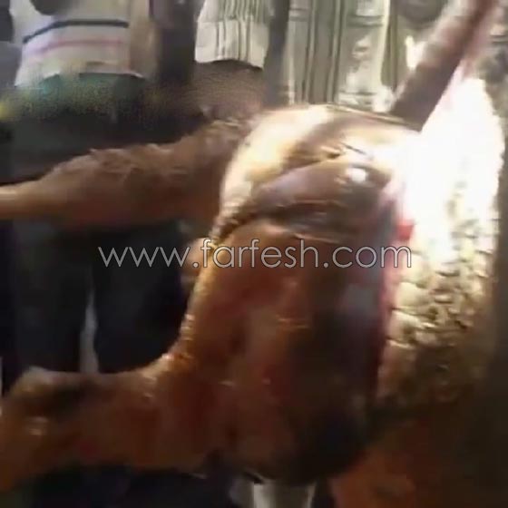 وسط ذهول الناس.. افعى تبتلع بقرة في السودان! شاهد الفيديو صورة رقم 12
