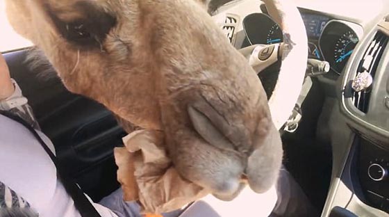 فيديو وصور.. جمل جائع يقتحم سيارة سياح ويثير فيهم الذعر صورة رقم 1
