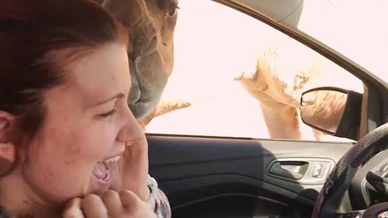 فيديو وصور.. جمل جائع يقتحم سيارة سياح ويثير فيهم الذعر صورة رقم 3