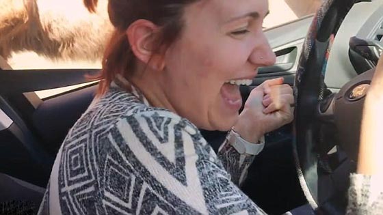 فيديو وصور.. جمل جائع يقتحم سيارة سياح ويثير فيهم الذعر صورة رقم 4