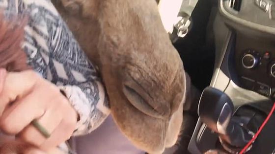 فيديو وصور.. جمل جائع يقتحم سيارة سياح ويثير فيهم الذعر صورة رقم 6