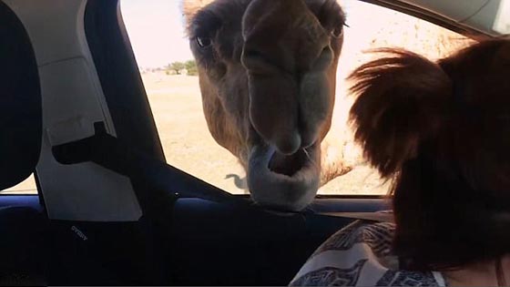 فيديو وصور.. جمل جائع يقتحم سيارة سياح ويثير فيهم الذعر صورة رقم 7