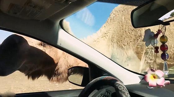 فيديو وصور.. جمل جائع يقتحم سيارة سياح ويثير فيهم الذعر صورة رقم 9