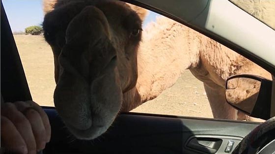 فيديو وصور.. جمل جائع يقتحم سيارة سياح ويثير فيهم الذعر صورة رقم 10