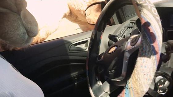 فيديو وصور.. جمل جائع يقتحم سيارة سياح ويثير فيهم الذعر صورة رقم 11