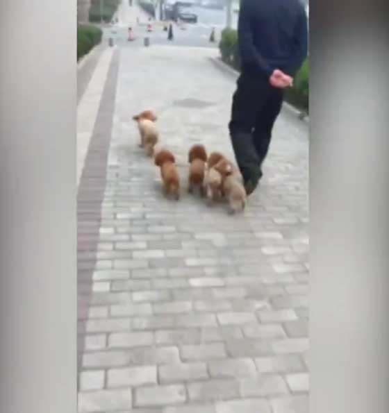طريقة تدريب مذهلة لأربع كلاب تثير الإعجاب والدهشة.. فيديو صورة رقم 1