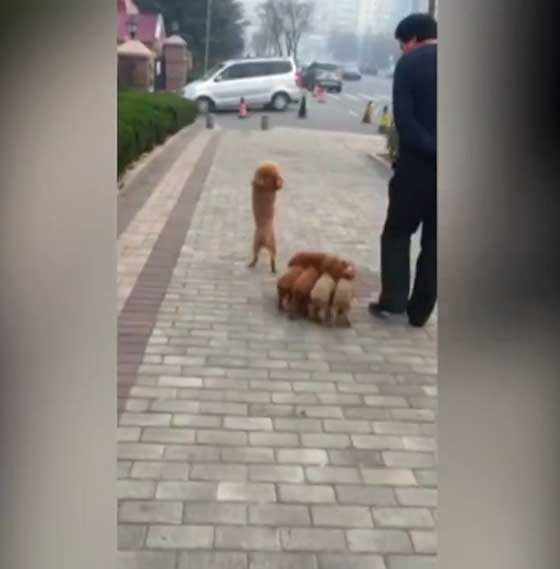 طريقة تدريب مذهلة لأربع كلاب تثير الإعجاب والدهشة.. فيديو صورة رقم 4