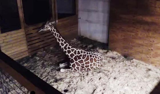 فيديو وصور.. الزرافة ابريل تضع مولودها بعد طول انتظار صورة رقم 6