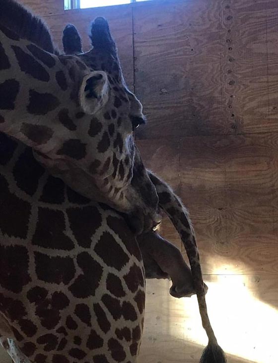 فيديو وصور.. الزرافة ابريل تضع مولودها بعد طول انتظار صورة رقم 9