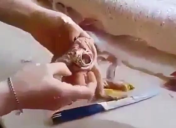 فيديو وصور.. هذا ما عثرت عليه سيدة في بطن سمكة اثناء تنظيفها صورة رقم 2