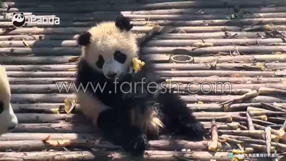 فيديو طريف.. باندا عملاقة تسترخي فوق صغيرها الذي ظل يتلوى تحتها  صورة رقم 1