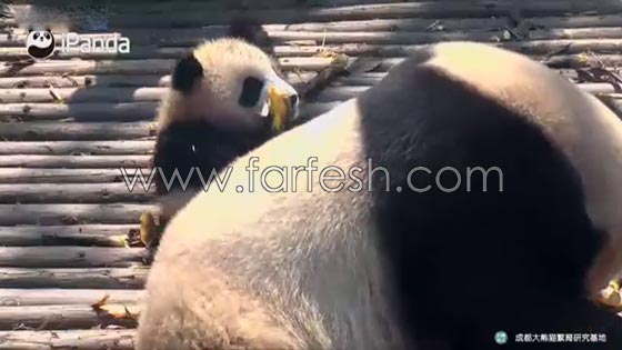 فيديو طريف.. باندا عملاقة تسترخي فوق صغيرها الذي ظل يتلوى تحتها  صورة رقم 2