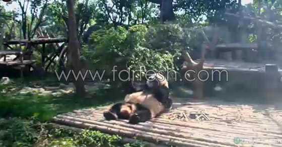 فيديو طريف.. باندا عملاقة تسترخي فوق صغيرها الذي ظل يتلوى تحتها  صورة رقم 4