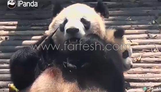 فيديو طريف.. باندا عملاقة تسترخي فوق صغيرها الذي ظل يتلوى تحتها  صورة رقم 5