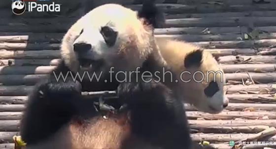 فيديو طريف.. باندا عملاقة تسترخي فوق صغيرها الذي ظل يتلوى تحتها  صورة رقم 6