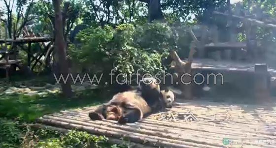 فيديو طريف.. باندا عملاقة تسترخي فوق صغيرها الذي ظل يتلوى تحتها  صورة رقم 8