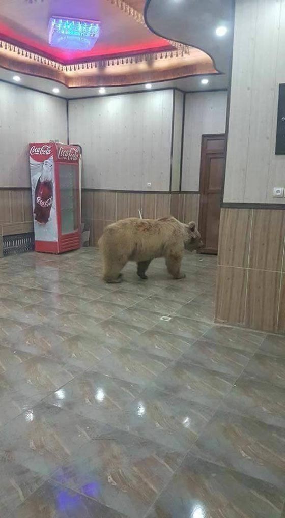  دب كبير يغادر محميته مفضلا العيش بين الناس في جومان العراقية! صور صورة رقم 1
